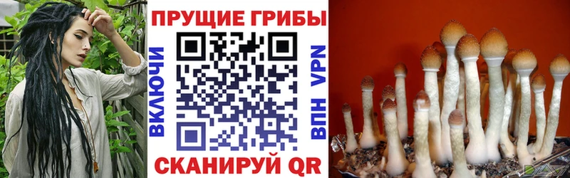 Псилоцибиновые грибы Psilocybe  МЕГА сайт  Духовщина 